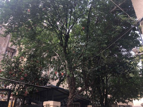 安福路250弄小区