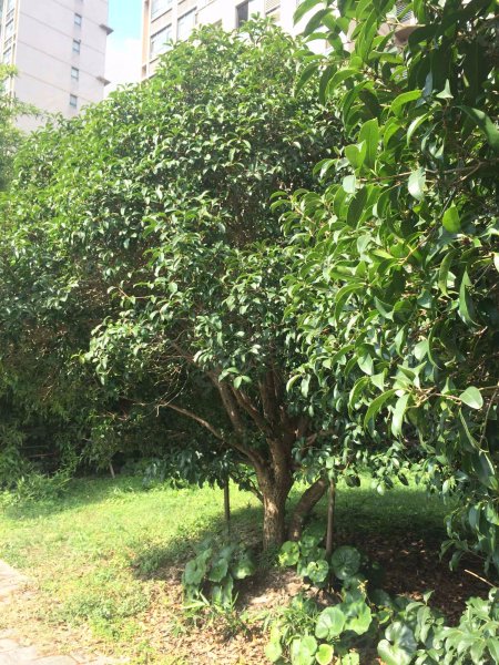 张江汤臣豪园二期 