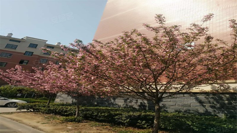 白马庄园(别墅),文化东路11号-枣庄白马庄园(别墅)二手房,租房,房价