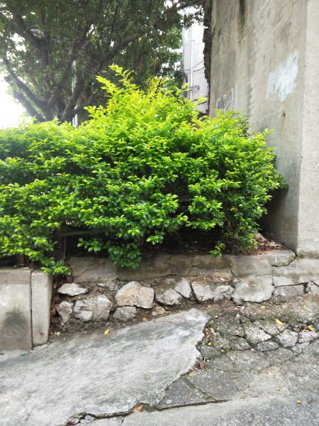 雅儒路小高岭10号小区