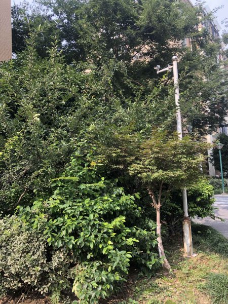 中良新塍花园,兴镇路-嘉兴中良新塍花园二手房,租房,房价-嘉兴安居客