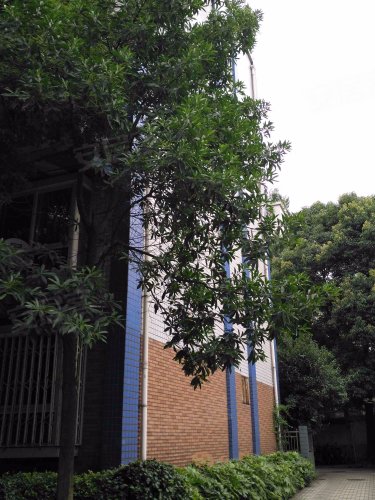 龙锦花园 龙祥路6号 成都龙锦花园二手房 租房 房价 成都安居客