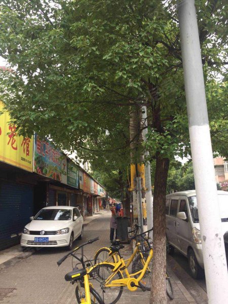 莲园路488,498,508,518号小 