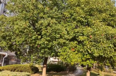 金星绿苑(西区)