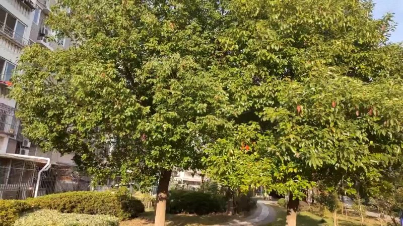 金星绿苑(西区) 