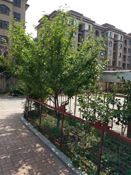 江山别院(北院),千山西路6-10号-沈阳江山别院(北院)二手房,租房,房价