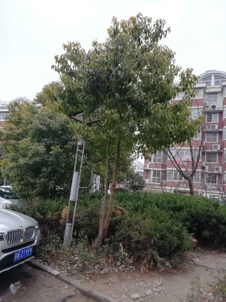 金港花园(二期)