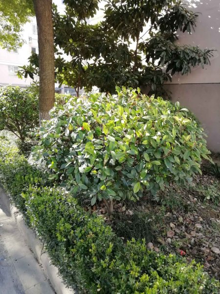 怡和花园(北区)