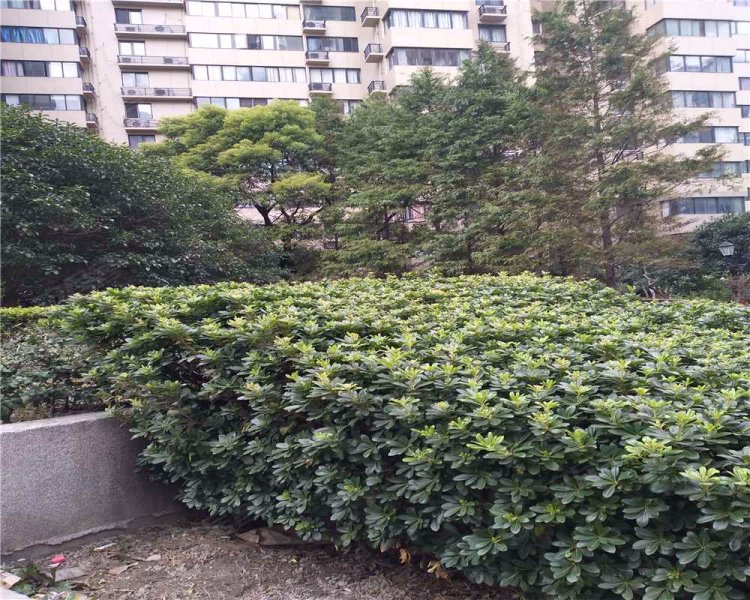 荣城花苑,荣成路9弄-上海荣城花苑二手房,租房,房价-上海安居客