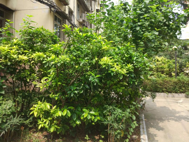 颐和苑,恒安路368号-武汉颐和苑二手房,租房,房价-武汉安居客