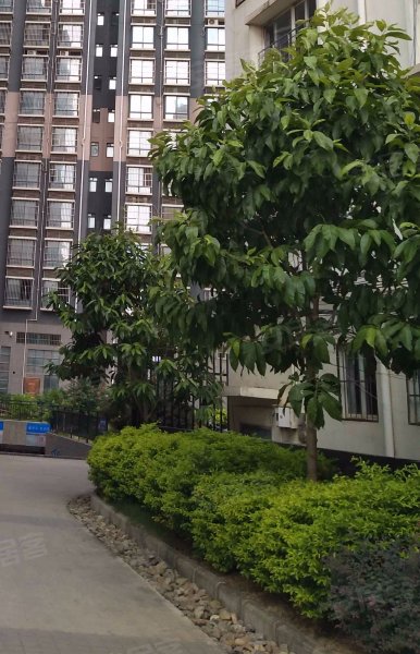 水岸明珠,蒲津路182号-南宁水岸明珠二手房,租房,房价-南宁安居客