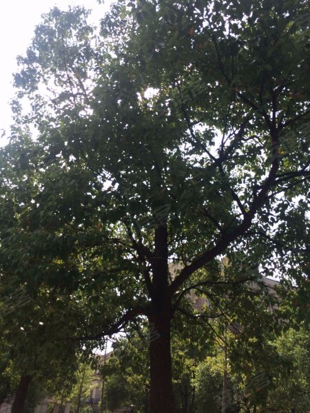 张江汤臣豪园三期 