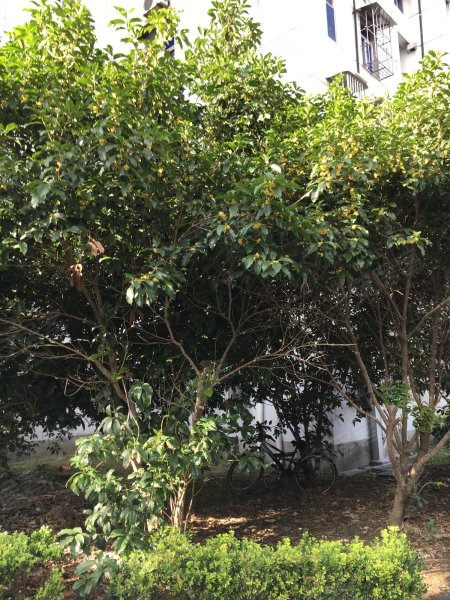 西园新村(青浦)