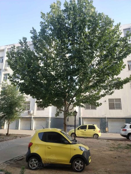 东城丽景,振兴路,近朝阳路-沂南东城丽景二手房,租房,房价-沂南安居客