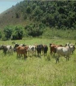 巴西约¥11484万牛种场 ， 巴西二手房土地图片