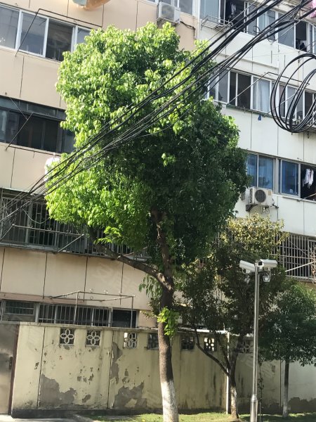 航华二村三街坊 