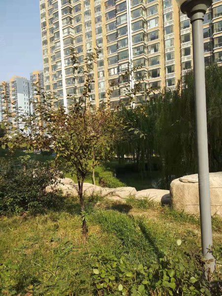 鼎邦丽池,蓉花路887号-潍坊鼎邦丽池二手房,租房,房价-潍坊安居客