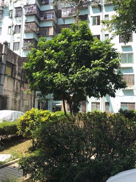 碧海花园(安乐三街),安乐三街212号-深圳碧海花园(安乐三街)二手房