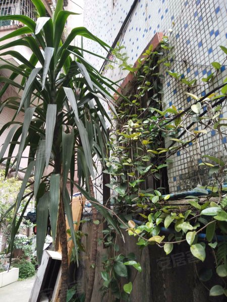 黄沙岗小区,黄沙岗大街18号-广州黄沙岗小区二手房,租房,房价-广州