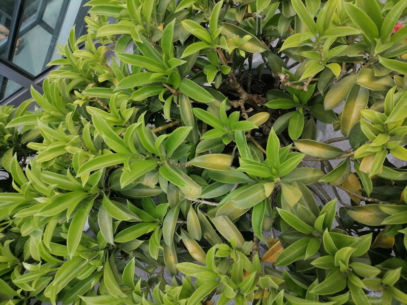 珠江城天悦江湾