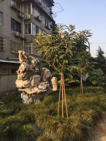 影园路345弄小区 