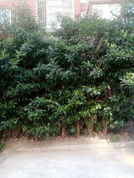 桂竹花园(一期)