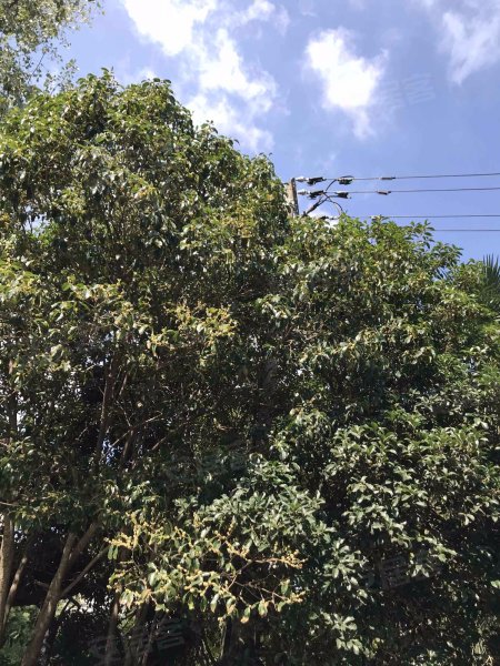 德州七村(380弄) 