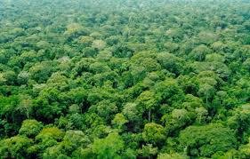 巴西约¥5742万Terra Grande 与森林在巴西 - 70，000 公顷， 巴西二手房土地图片