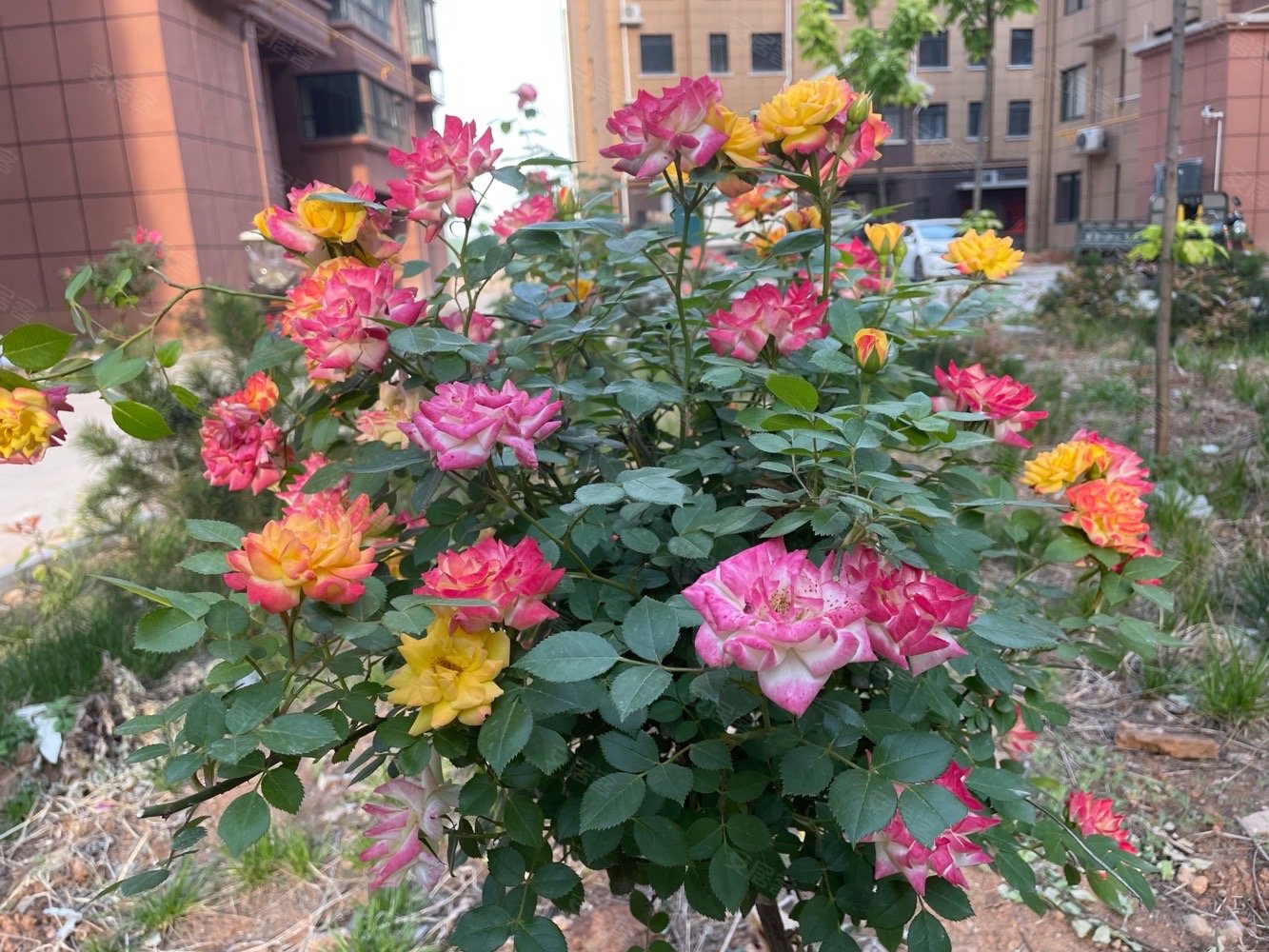 景悦城市名家3室2厅2卫133㎡南北57万