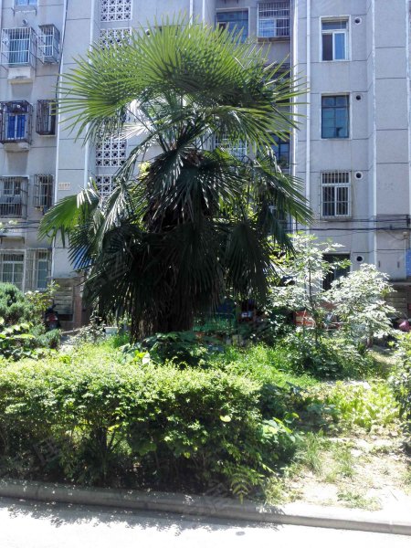 南园新村,宿松路118号-合肥南园新村二手房,租房,房价-合肥安居客