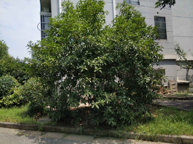 军嶂新村(b区),山水东路,近盘龙北路-无锡军嶂新村(b区)二手房,租房