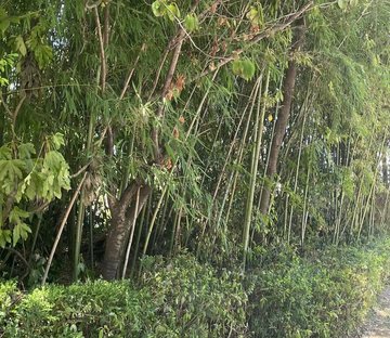 世茂佘山庄园(二期)