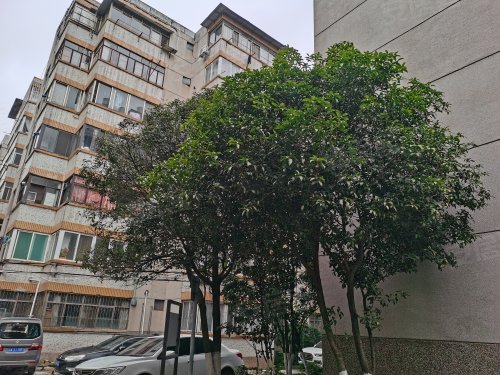 市级机关大树营生活小区南区,中营路 - 昆明市级机