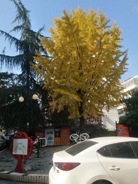 白果树商住小区