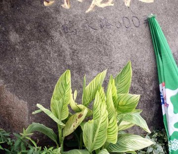 鹤沙航城东茗苑(中区)