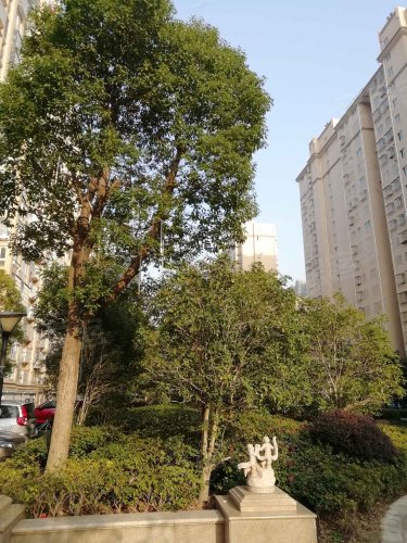 隆盛花园,济川南路101号 - 泰兴隆盛花园二手房,租房,房价-泰兴安居客