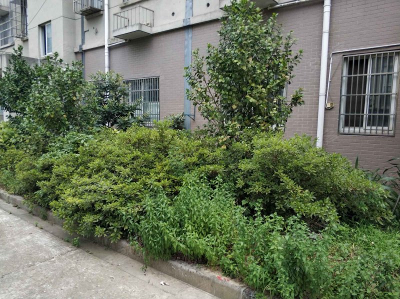 军嶂新村(a区),山水东路,近盘龙北路-无锡军嶂新村(a区)二手房,租房