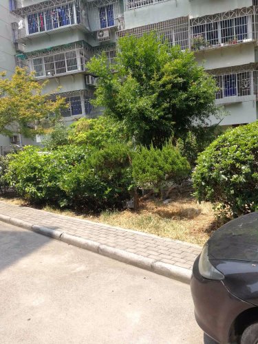 花苑新村(198弄)