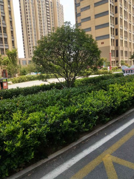 菱花富贵园,杨柳街-济宁菱花富贵园二手房,租房,房价-济宁安居客