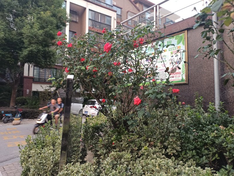 天都星城莱茵湖