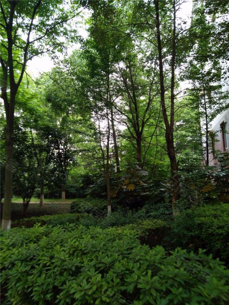 闲林山水丹枫苑