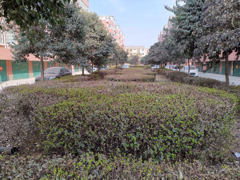 锦江花园(肥乡),南城路-邯郸锦江花园(肥乡)二手房,租房,房价-邯郸