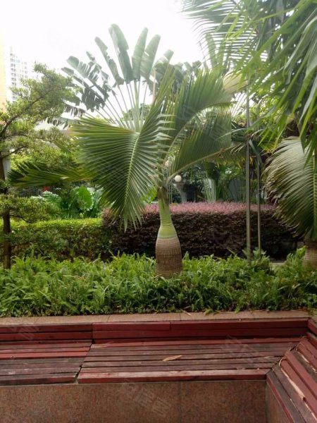 凯欣园,新洲三街55号-深圳凯欣园二手房,租房,房价-深圳安居客