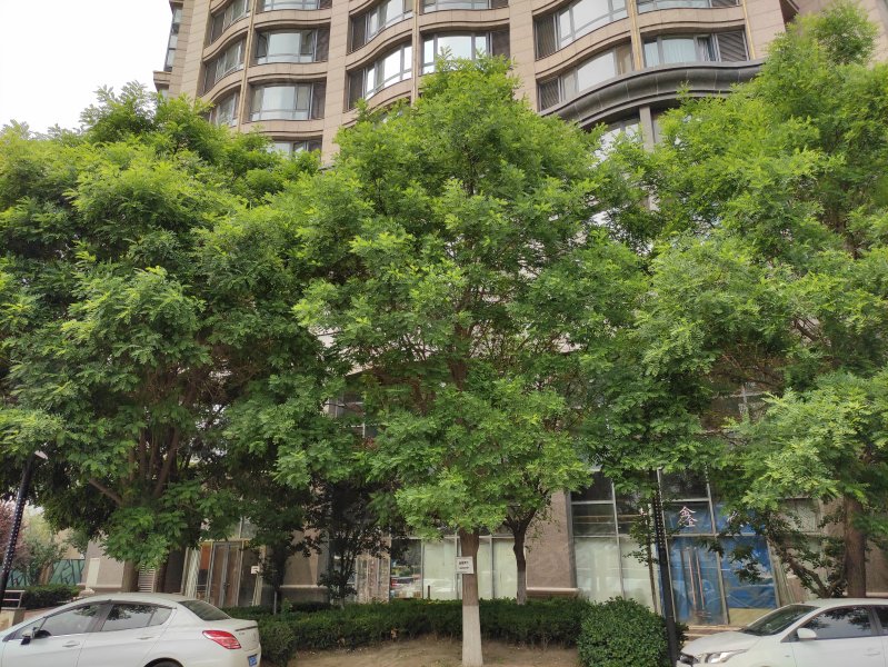 金领花园(商住楼),河北大街-天津金领花园(商住楼)二手房,租房,房价