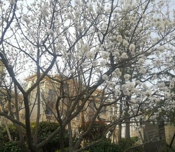 上海大公馆(别墅)