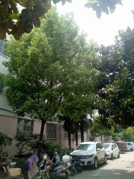 中州花园,中州东路285号-南阳中州花园二手房,租房,房价-南阳安居客