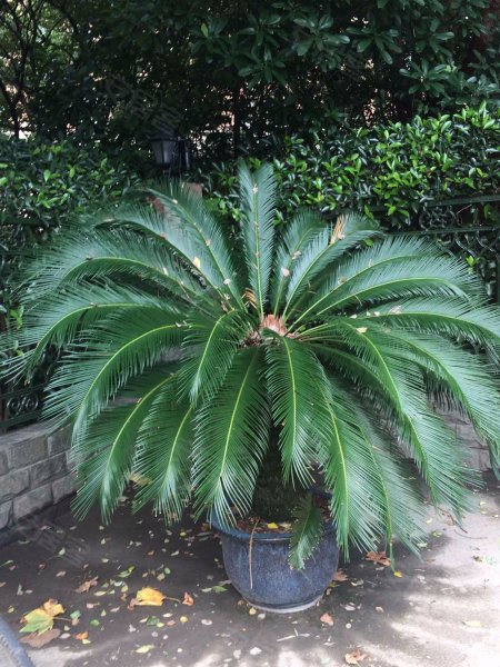 碧云国际社区晓园 