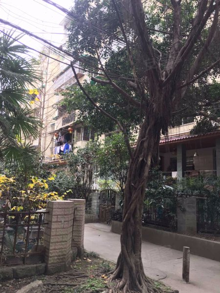 中央花园精一区,沙堰西二街663号-成都中央花园精一区二手房,租房