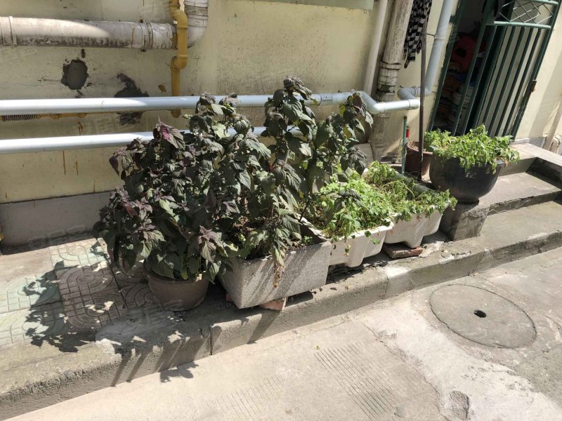 清河路117弄小区 