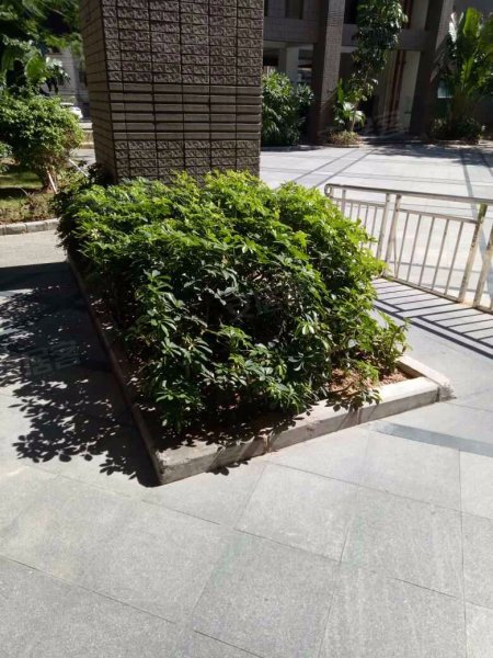 锦龙花园,爱华路21号-深圳锦龙花园二手房,租房,房价-深圳安居客